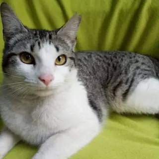Milú