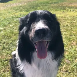 Baloo