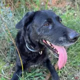 Adopta a Poopy