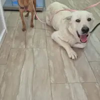 Adopta a Oso, Cruce Labrador, Tlf 645978718