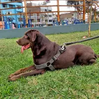 Adopta a Luka