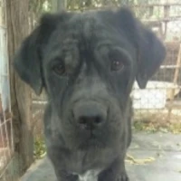 Adopta a Benito