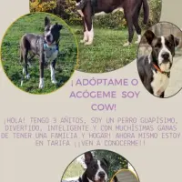 Adopta a Cow