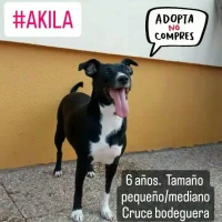 Adopta a Akila
