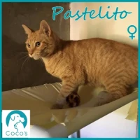 Adopta a Pastel