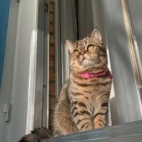 Adopta a Candy