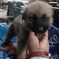 Adopta a Leo Un Mes