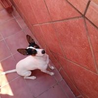 Adopta a Reina