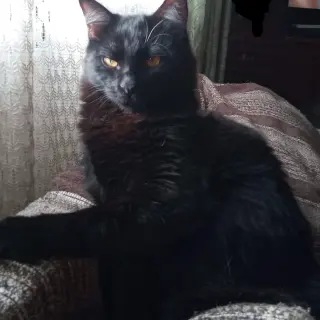 Erkan