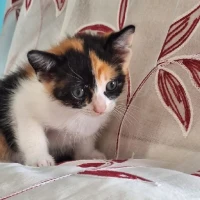 Adopta a Avellana