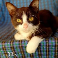 Adopta a Bills