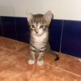 Adopta a Gata