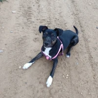 Adopta a Zoe