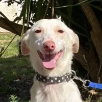 Adopta a Lupin