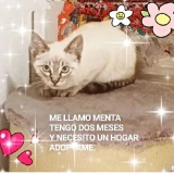 Adopta a Menta