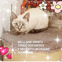 Adopta a Menta