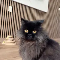 Adopta a Meryem