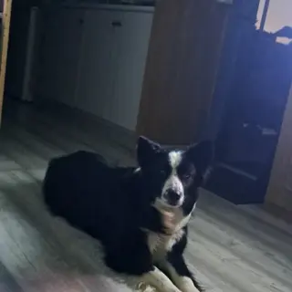 Mia
