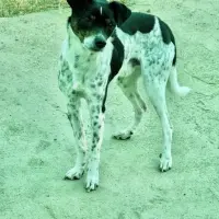 Adopta a Tano