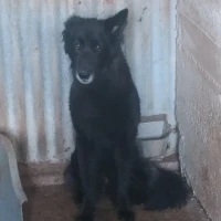 Adopta a Night