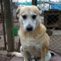 Adopta a Lutero