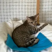 Adopta a Bru