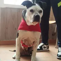 Adopta a Kiara