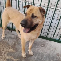 Adopta a Chinita