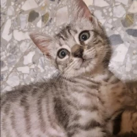 Adopta a Tigris