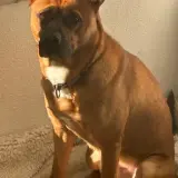 Adopta a Isabel