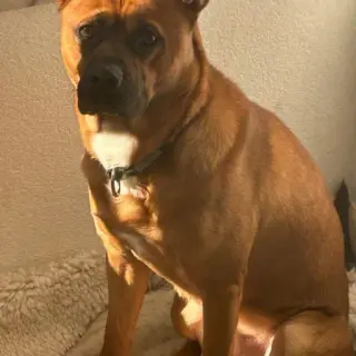 Isabel
