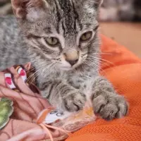 Adopta a Foc