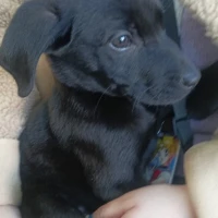 Adopta a Carbon