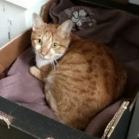 Adopta a Calabaza y Blanquito