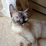 Adopta a Crema