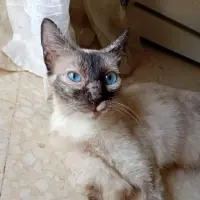 Adopta a Crema