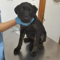 Adopta a Croqueta