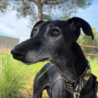 Adopta a Orión