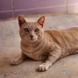 Adopta a Simba