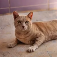 Adopta a Simba