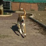 Adopta a Candela