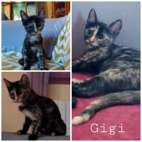 Adopta a Gigi
