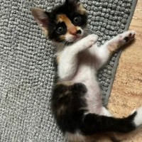 Adopta a Zowi