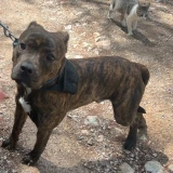 Adopta a Romi