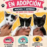 Adopta a Gatitos Bebés