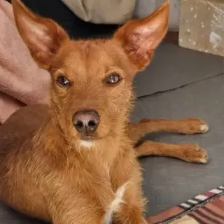 Duendecillo