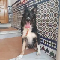 Adopta a Dexter