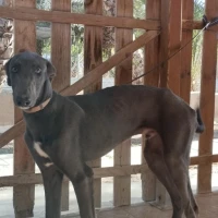 Adopta a Elrond