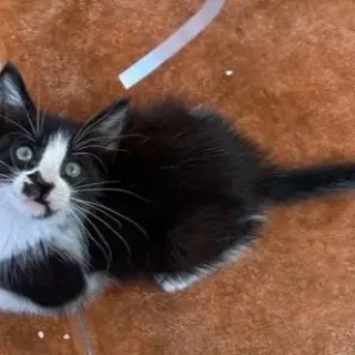 Chaplin
