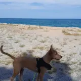 Adopta a Rino